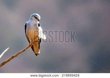 Black-winged kite or Elanus caeruleus perched on branch in Ranthambore national park, India