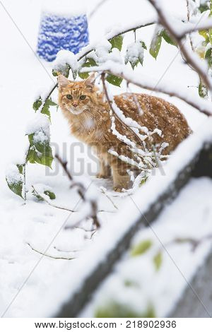Ginger Maincoon Cat Under The Snow In The Winter