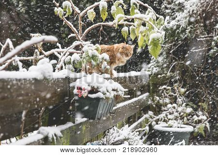 Ginger Maincoon Cat Under The Snow In The Winter