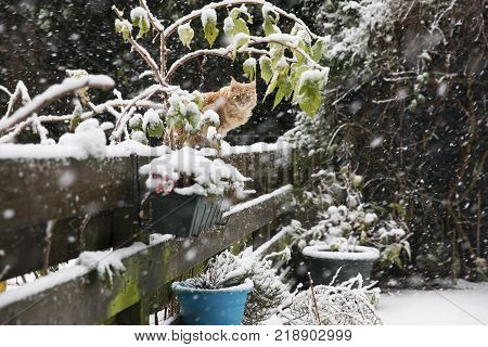 Ginger Maincoon Cat Under The Snow In The Winter