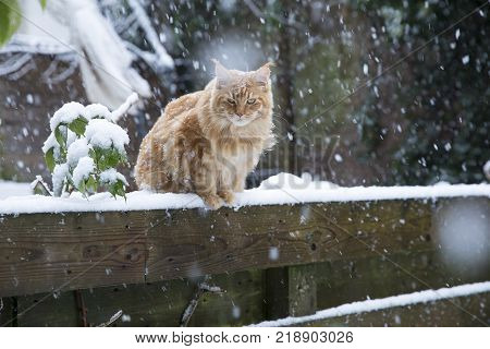 Ginger Maincoon Cat Under The Snow In The Winter