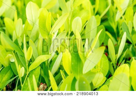 Leaves of coca plant or Erythroxylum novogranatense
