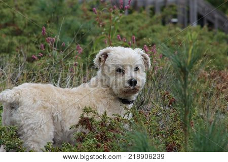 small white dog in the forest looking at camera