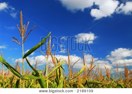 Campo di mais