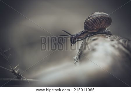 Little cute snail. Summer life illustration. Background.