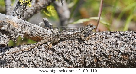 Sagebrush jaszczurka