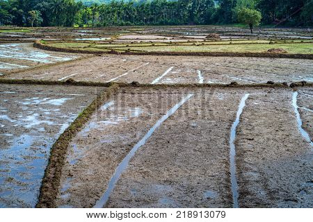 Close-up photograph of paddy fields with crops of rice in Sri Lanka