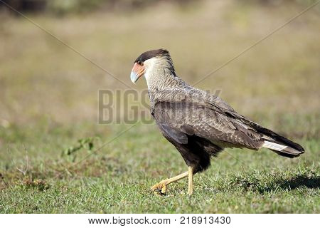 Southern Caracara on the Ground Rio Claro. Pantanal Brazil