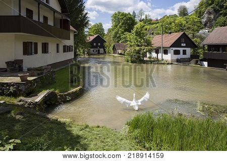 Croatian Village Of Rastoke By A River Canyon With A Swan Spreading Its Wings By The River, Croatia
