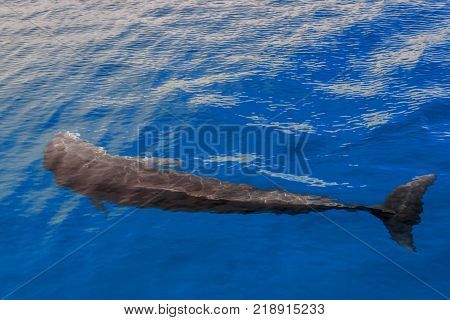 The yong Bottlenose dolphin is swimming in red sea near the beach on shellow water