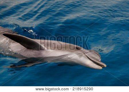 The yong Bottlenose dolphin is swimming in red sea near the beach on shellow water