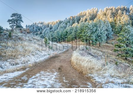 Towers Trail in Horsetooth Mountain Park in northern Colorado, late fall or early winter scenery with pine trees covered by frost