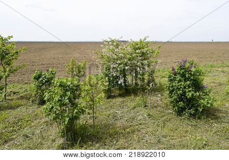 Blooming in spring are the trees of lilac and cherry. Spring in the garden