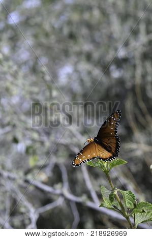 black and orange queen butterfly danaus gilippus in vertical view