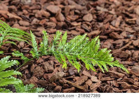 closeup of fresh mother spleenwort fern leaf with copy space