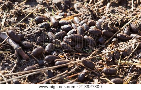 deer waste on the ground . In the park in nature