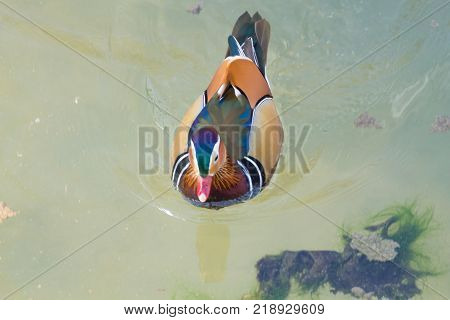 Mandarin duck close up from Sile river natural park. Italian wildlife.