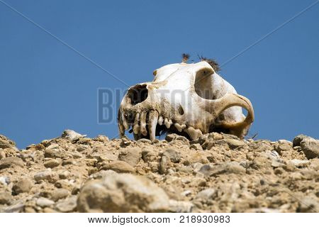 Skull of a dog lies on a hillock against a blue sky background