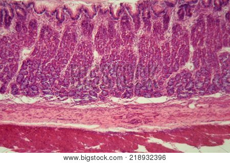 Section Of The Cardiac Region Of A Dog Stomach