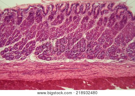 Section Of The Cardiac Region Of A Dog Stomach