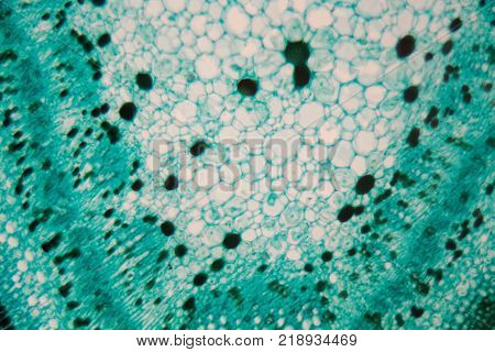 Section Of The Cardiac Region Of A Dog Stomach