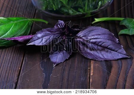 Dark purpel , magenta basil closep.Greenery on the second plan.Closeup