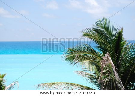 Palmy a Caribe