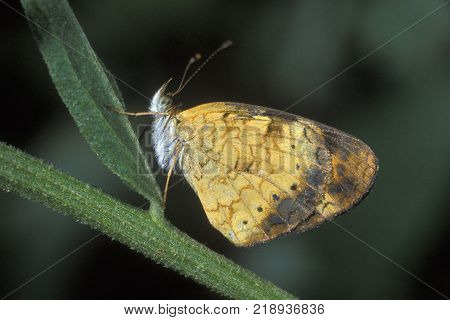 A Pearl Crescent Butterfly, Plociodes tharos on a green plant stem