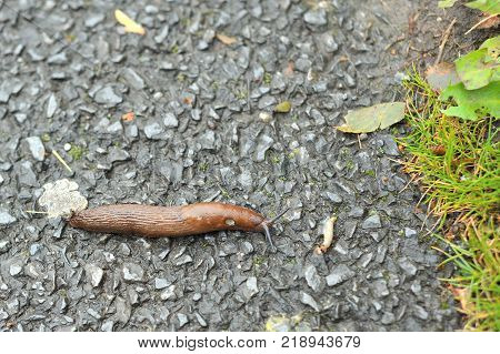 Snail With Out Shell On The Asphalt