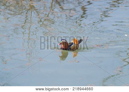 Mandarin duck close up from Sile river natural park. Italian wildlife.