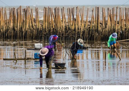 thai fishery villager in samuthsakorn seeking coastal oyster in mud flat of mangrove forest in samuth sakorn central of thailand