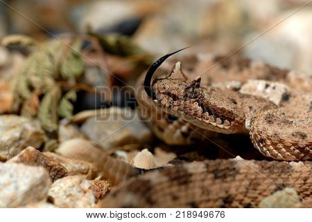 A sonoran desert sidewinder photographed near Tucson Arizona.