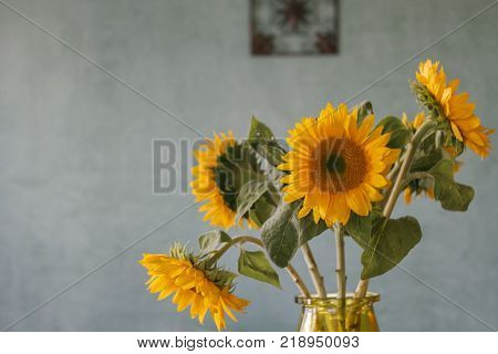 Bouquet of Sunflowers in Glass Vase, with Venetian Textured Blue Wall Background