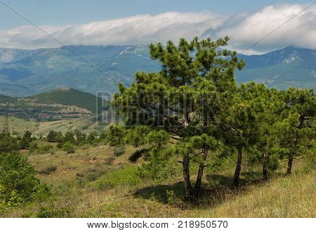 Pines on the background of the summer landscape of the Crimean mountains