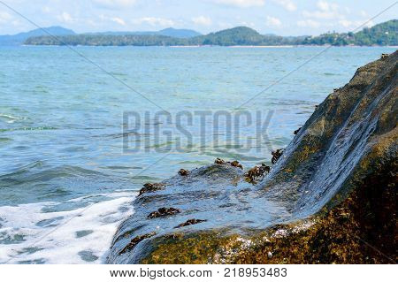 Black Sea. One small Crab Stone Crab Eriphia verrucosa sits on a rock and feeds on organic remains from the surface