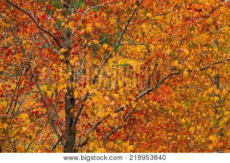 The red, yellow and orange leaves in Autumn/ Fall