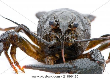 Ųķčnķch Astacus leptodactylus. Úzký Drápal raků na bílém pozadí.
