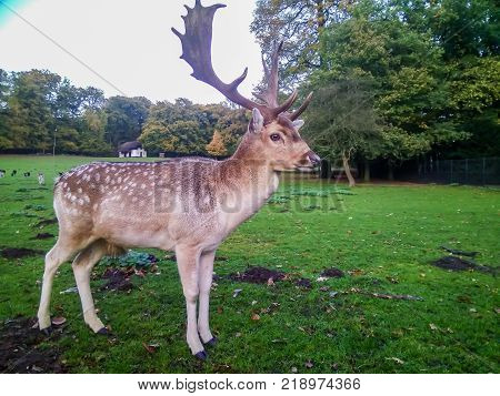 Adult Red Deer Stag in autumn park