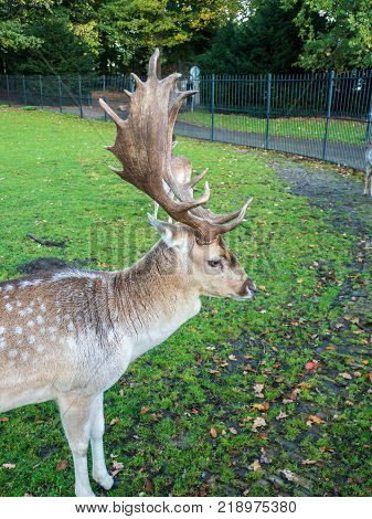 Adult Red Deer Stag in autumn park