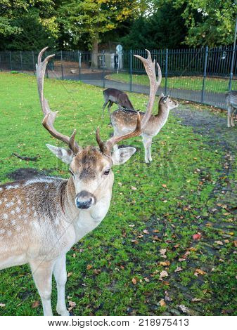Adult Red Deer Stag in autumn park