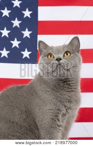Cat with American flag. A real patriot of America on a white background. British Scottish breed of cats on isolation. Cat on the background of the flag of the USA
