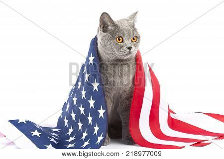 Cat with American flag. A real patriot of America on a white background. British Scottish breed of cats on isolation. Cat on the background of the flag of the USA