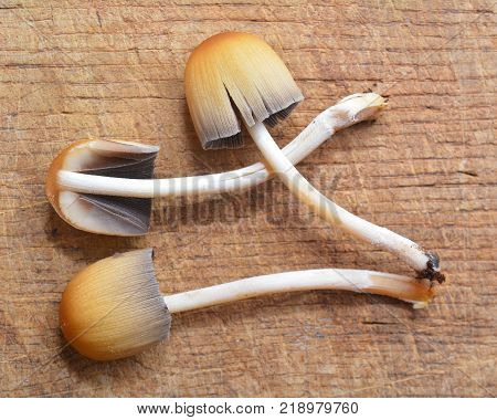 three coprinus saccharinus fungi mushrooms on wood