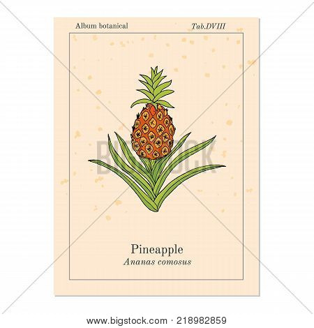 Pineapple Ananas comosus , tropical plant. Hand drawn botanical vector illustration