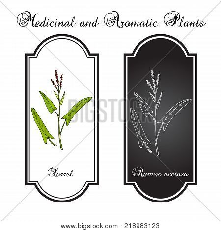 Common sorrel Rumex acetosa , garden plant. Hand drawn botanical vector illustration