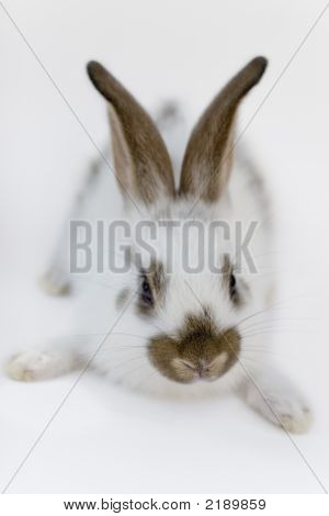Rabit