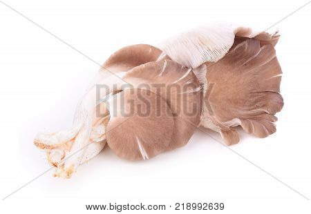 Pleurotus pulmonarius mushroom isolated on white background.