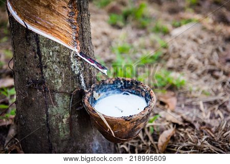 Tapping latex rubber tree Rubber Latex extracted from rubber tree.