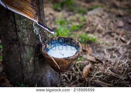 Tapping latex rubber tree Rubber Latex extracted from rubber tree.