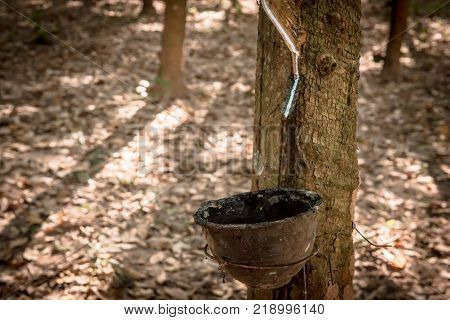 Tapping latex rubber tree Rubber Latex extracted from rubber tree.